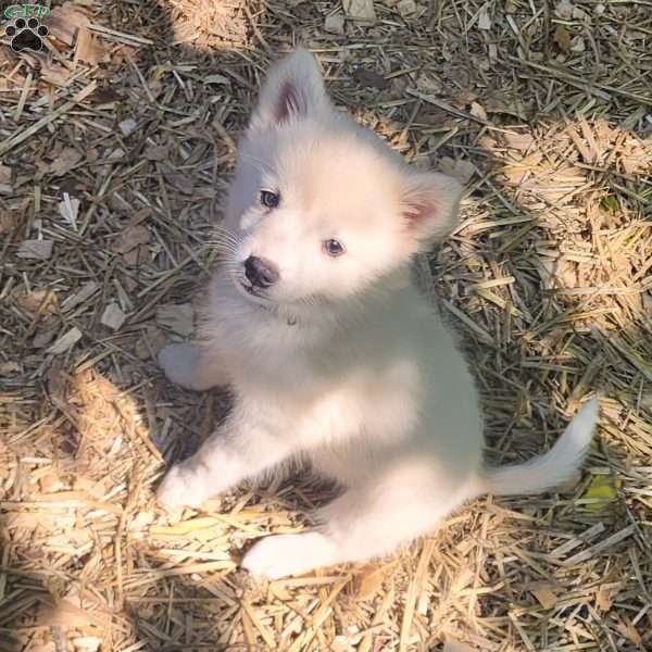 Coby (Mini), American Eskimo Puppy